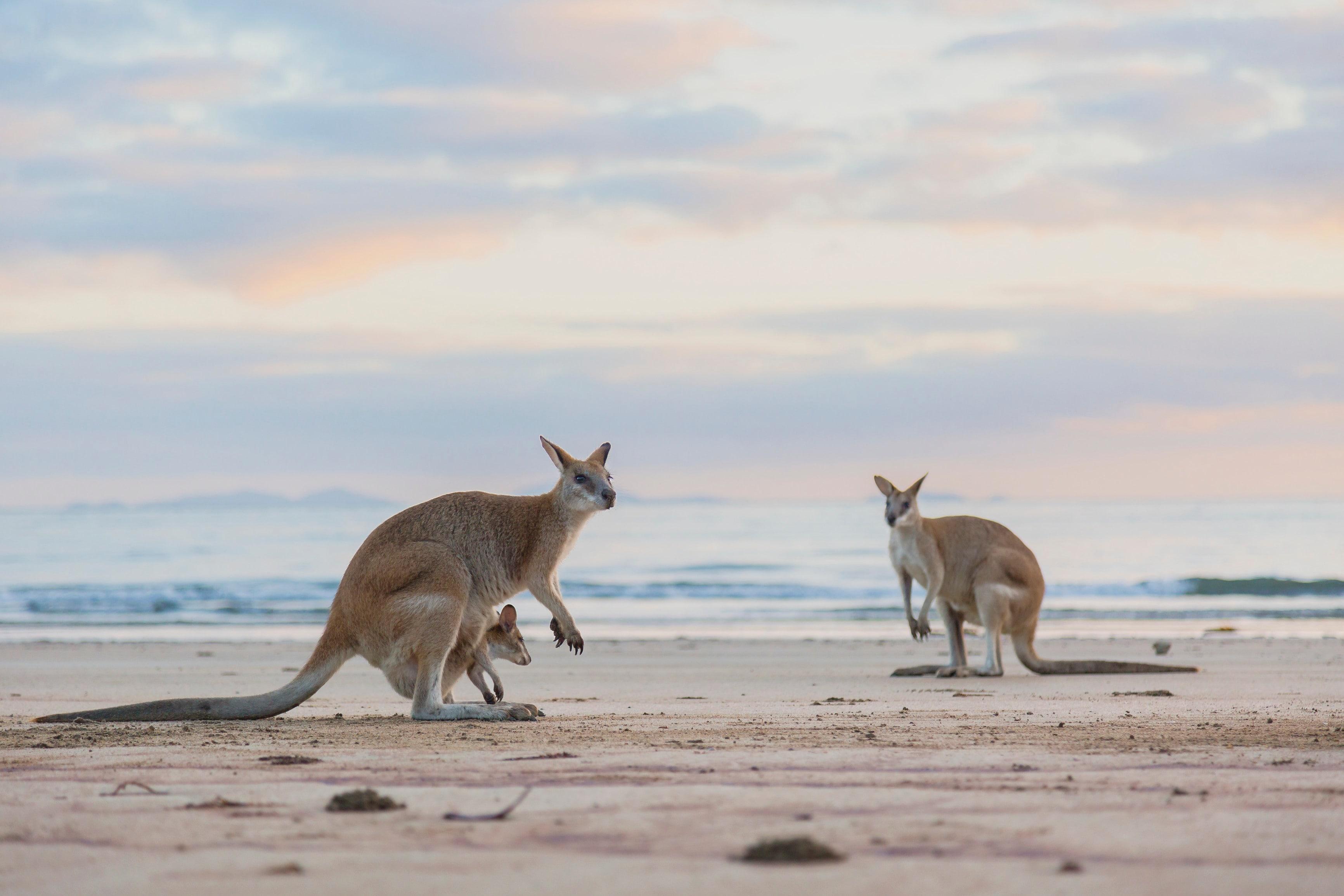 Test your knowledge of Australian wildlife and see how many correct answers you can get out of 10! Learn fun facts about native animals like kangaroos, koalas, and more.