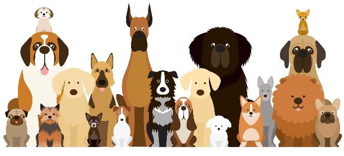 Discover the ideal dog breed that matches your personality and lifestyle with this insightful quiz!