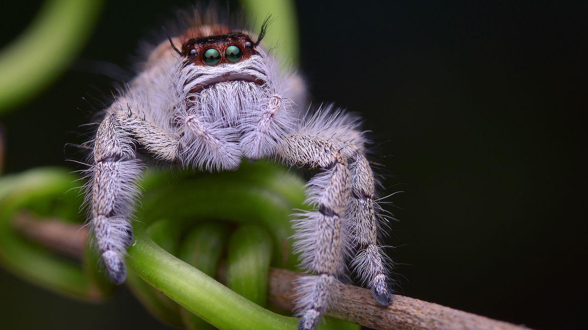 Test your knowledge about jumping spiders with this fun and informative quiz. See how many correct answers you can get out of 20!