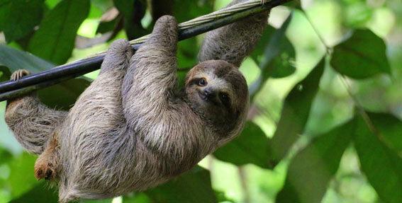 Think you know all about sloths? Put your knowledge to the test and see how many facts you can get right!