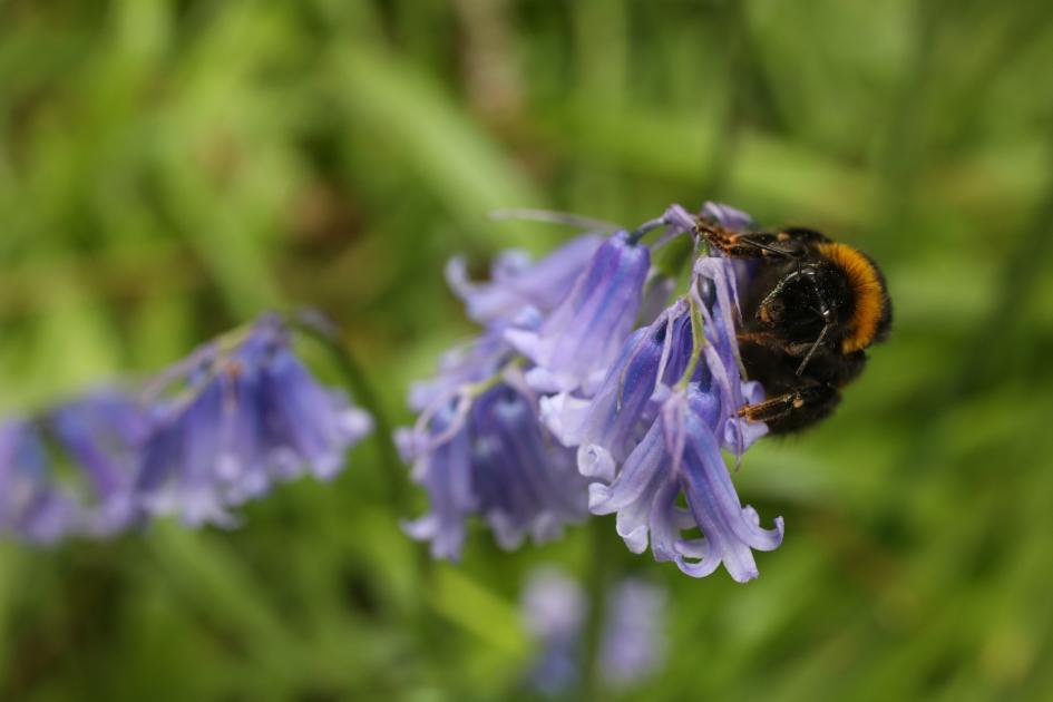 Test your bee-autiful knowledge with this quiz about our fascinating buzzing friends! See how many correct answers you can get out of 20!