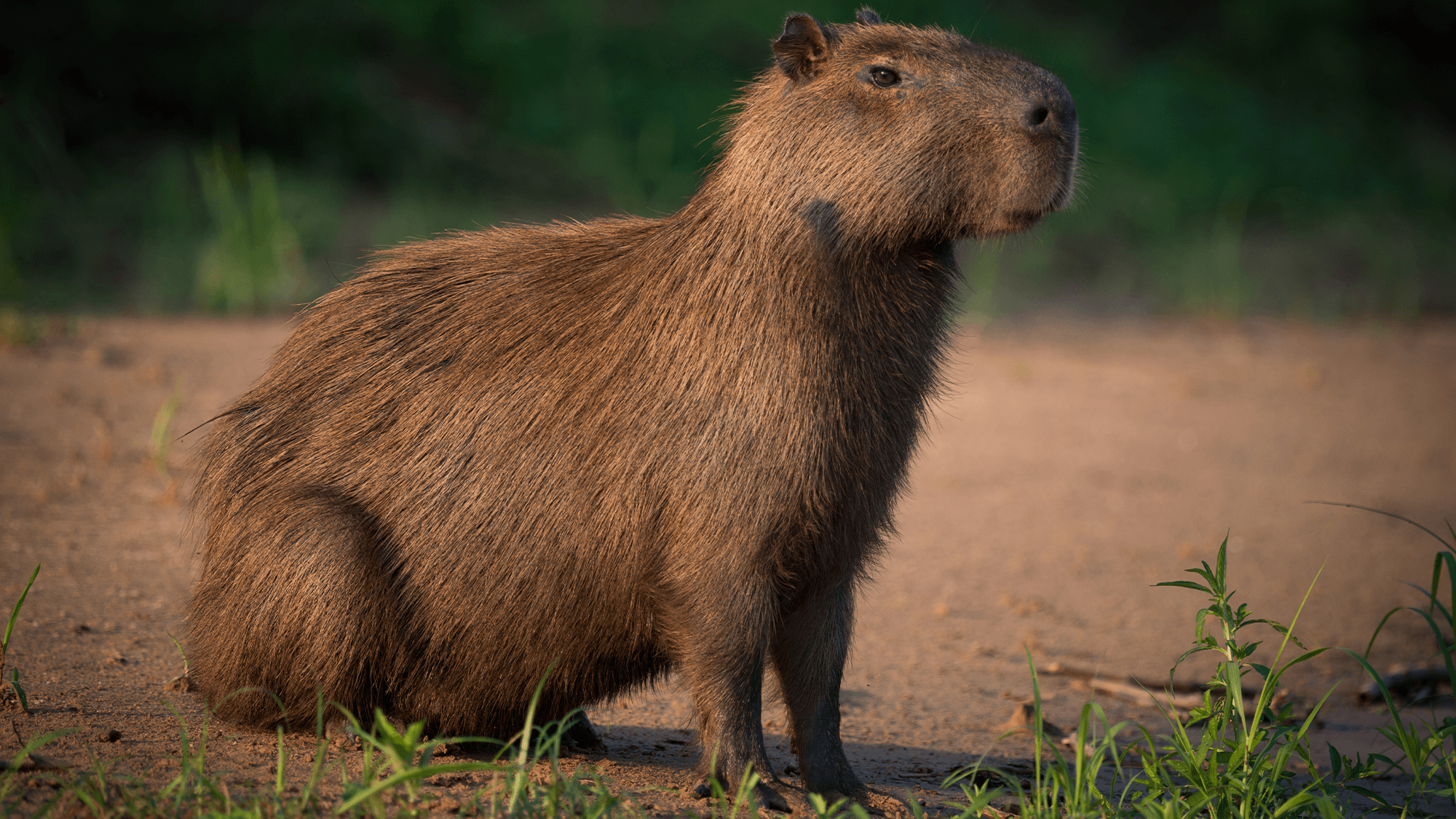 Take this quiz to test your knowledge on these adorable and fascinating creatures!