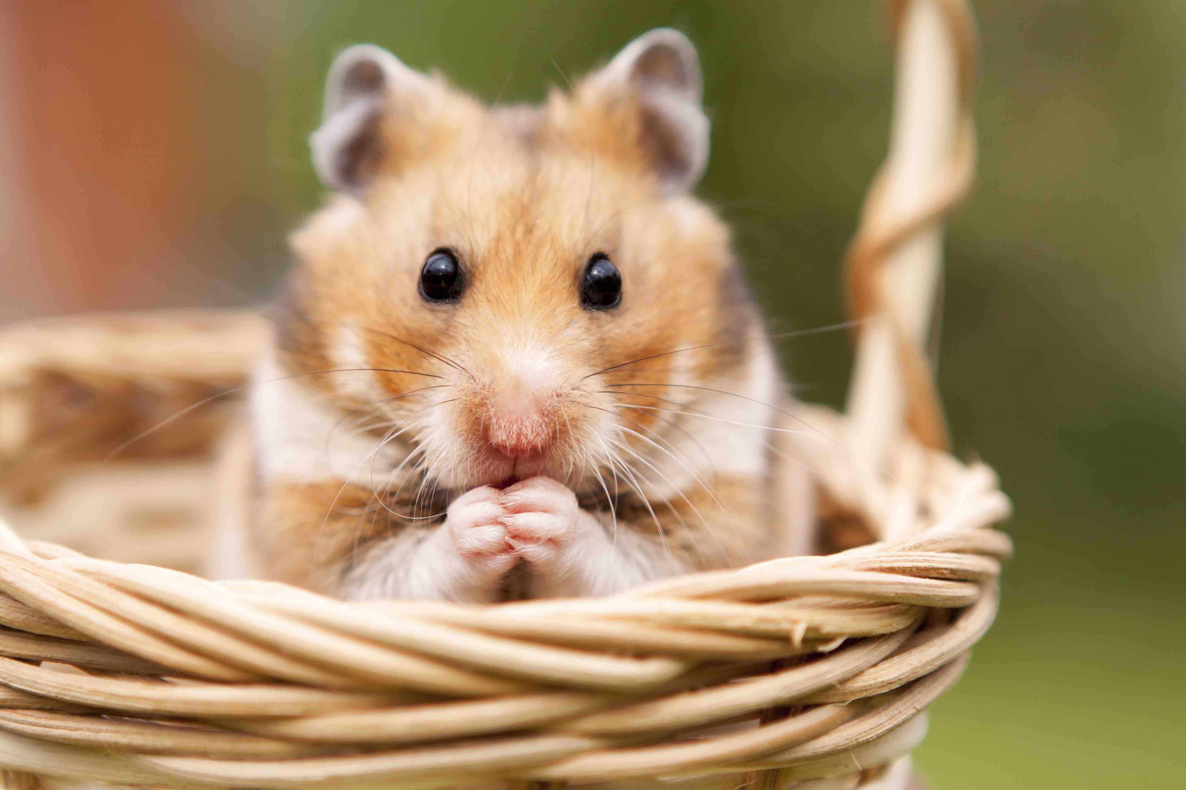 Explore the fascinating world of hamsters with this challenging quiz! Test your knowledge and see how many Hamster facts you didn't know!