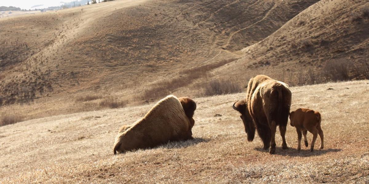 Test your knowledge about North America's majestic mountains, their history, the wildlife that calls them home, and their unique ecosystems! Can you score 15/15 on this challenging quiz?