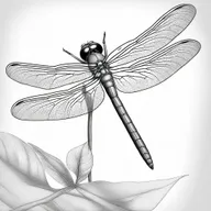 A high-quality, black and white pencil sketch depicting a detailed dragonfly