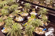 Find Your Perfect Hydroponic Cannabis Strain