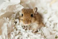 Find Your Ideal Gerbil Cage!