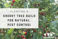 Find Your Perfect Cherry Tree Guild Products